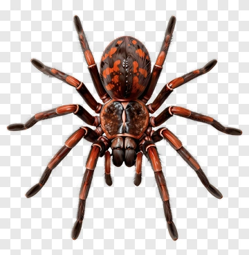 Realistic Spider With Brown And Orange Patterns PNG