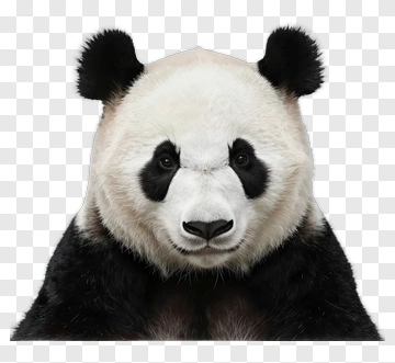 Panda Face PNG
