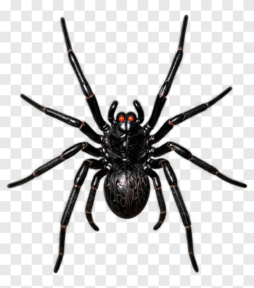 Black Spider With Red Eyes PNG