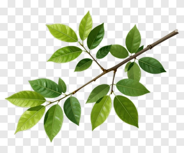 Green Leaves On A Branch PNG