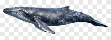 Realistic Humpback Whale Swimming PNG