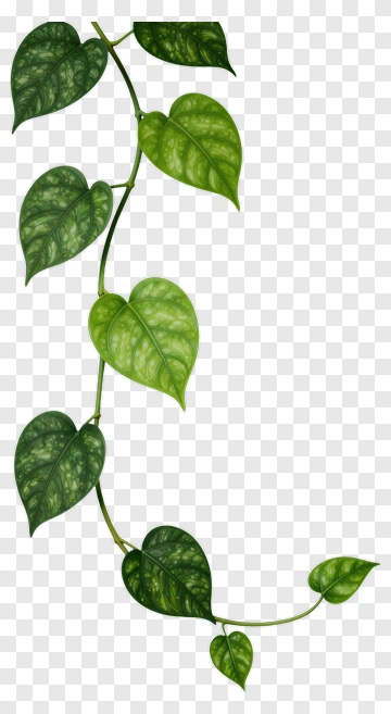 Green Heart Leaf Vine PNG