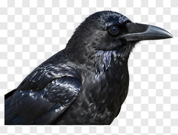 Realistic Black Raven Profile PNG
