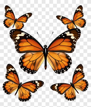 Colorful Butterflies Display PNG