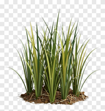 Grass Bunch With Green Blades PNG