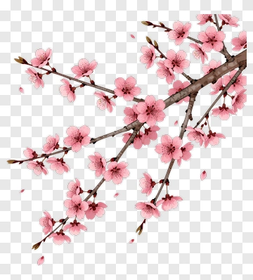 Cherry Blossom Branch With Pink Flowers PNG