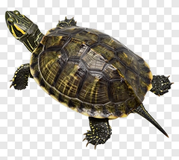 Realistic Turtle PNG