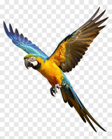 Colorful Macaw Flying PNG