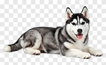 Siberian Husky Lying Down PNG
