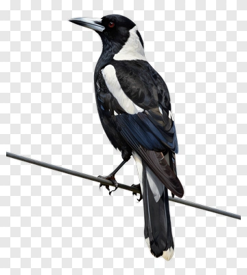 Black And White Bird Perched On A Branch PNG