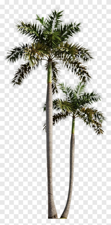 Tall Palm Trees PNG