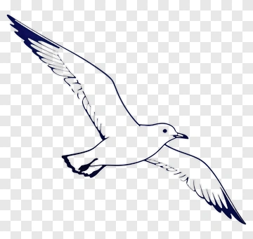 Flying Seagull Illustration PNG