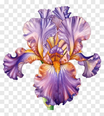 Colorful Iris Flower PNG
