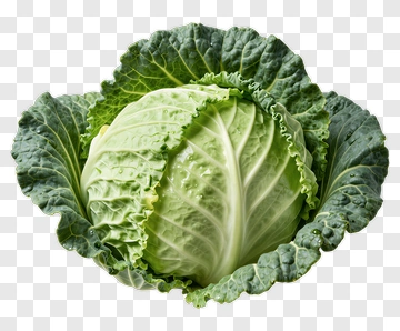 Fresh Green Cabbage PNG