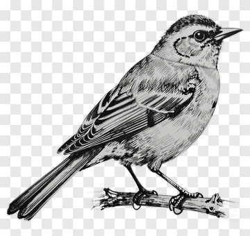 Illustration Of A Bird Perched On A Branch PNG