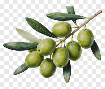Green Olive Branch With Leaves PNG