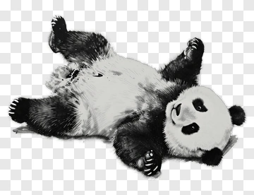 Panda Lying On Its Back PNG