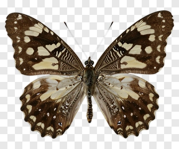 Butterfly With Brown And Cream Wings PNG