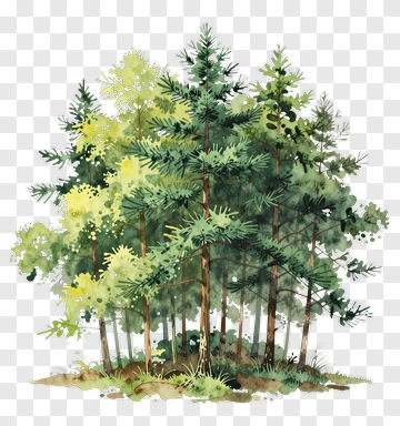 Watercolor Forest Of Pine Trees PNG