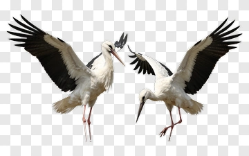Storks In Flight PNG