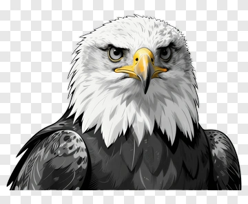 Realistic Bald Eagle Portrait PNG