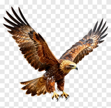 Realistic Eagle In Flight PNG