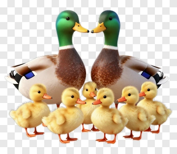 Family Of Ducks With Ducklings PNG