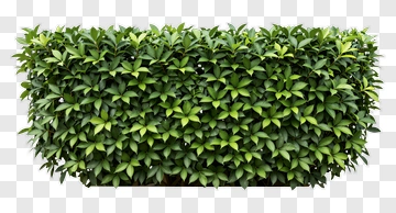 Lush Green Hedge PNG