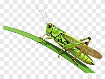 Green Grasshopper On A Leaf PNG