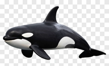 3D Orca Swimming PNG