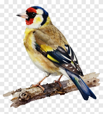 Colorful Goldfinch Perched On A Branch PNG