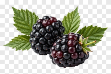 Fresh Blackberries With Green Leaves PNG