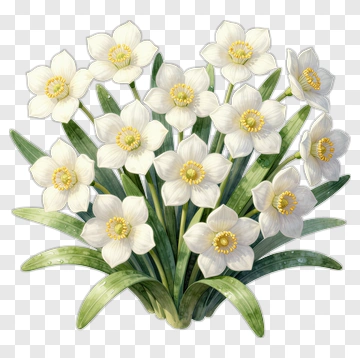 Flower Bouquet Of White Daffodils PNG