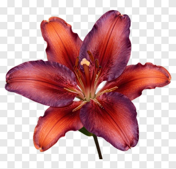 Purple Lily Flower PNG