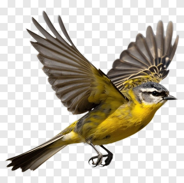 Yellow Bird In Flight PNG