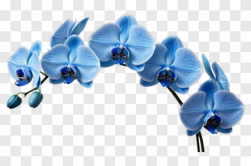 Blue Orchid Flower Arrangement PNG