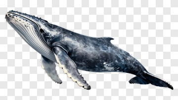 Humpback Whale Swimming PNG