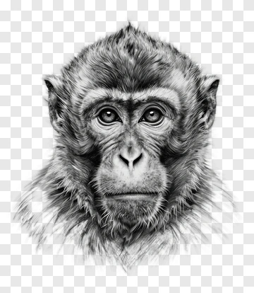 Realistic Monkey Portrait PNG