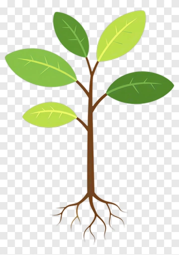 Green Tree With Leaves PNG