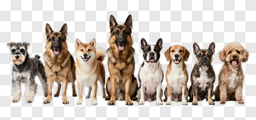 Group Of Various Dog Breeds Standing Together PNG