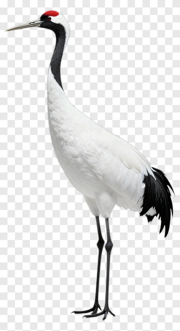 White Crane With Red Crown PNG