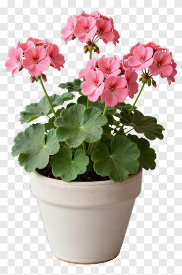 Pink Geranium Potted Plant PNG