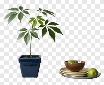 Potted Plant With Apples And Plates PNG
