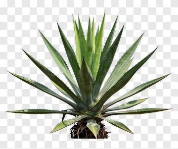 Agave Plant PNG