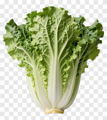 Fresh Green Lettuce PNG