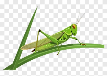 Cartoon Grasshopper On A Leaf PNG