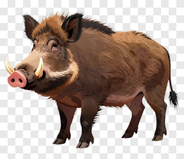 Cartoon Wild Boar PNG