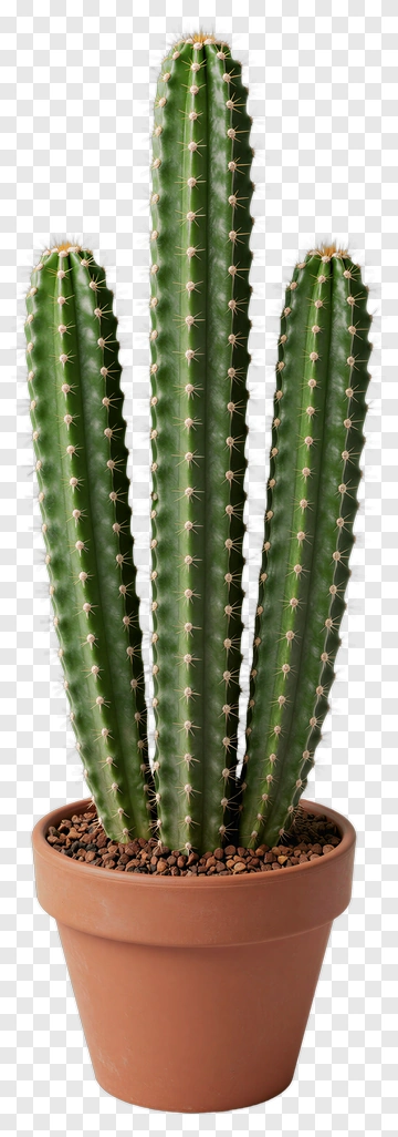Cactus In A Terracotta Pot PNG