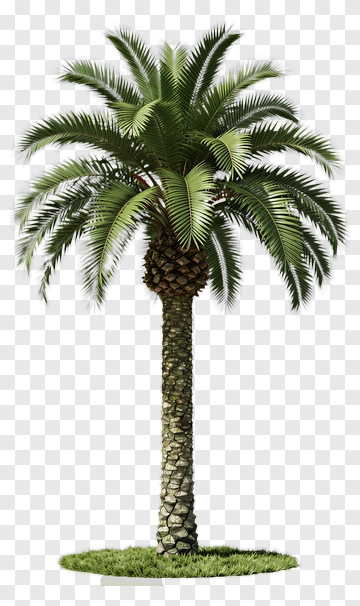 Palm Tree PNG