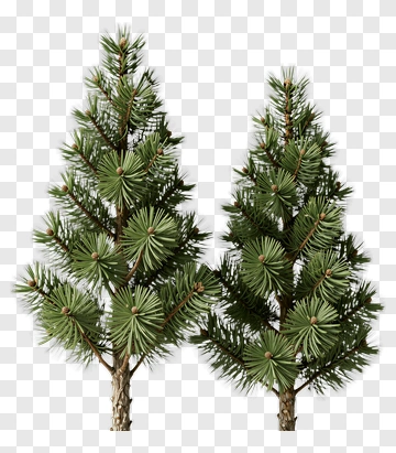 Pine Trees PNG